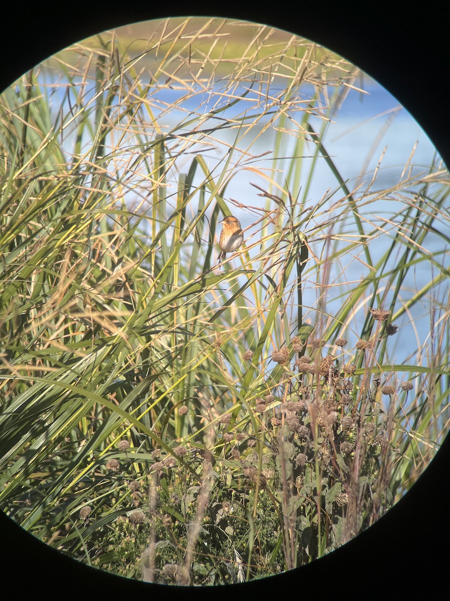 Nelson's Sparrow - ML643205441