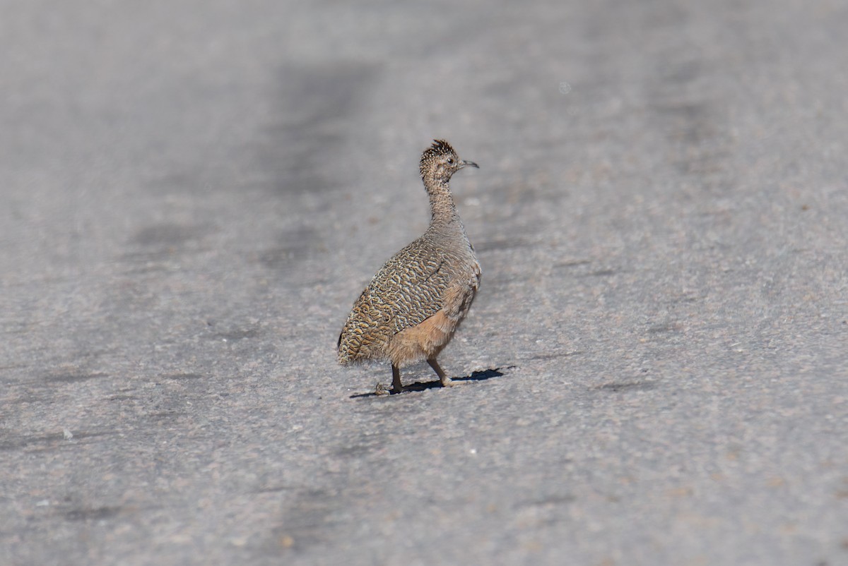 Tinamou orné - ML643205591