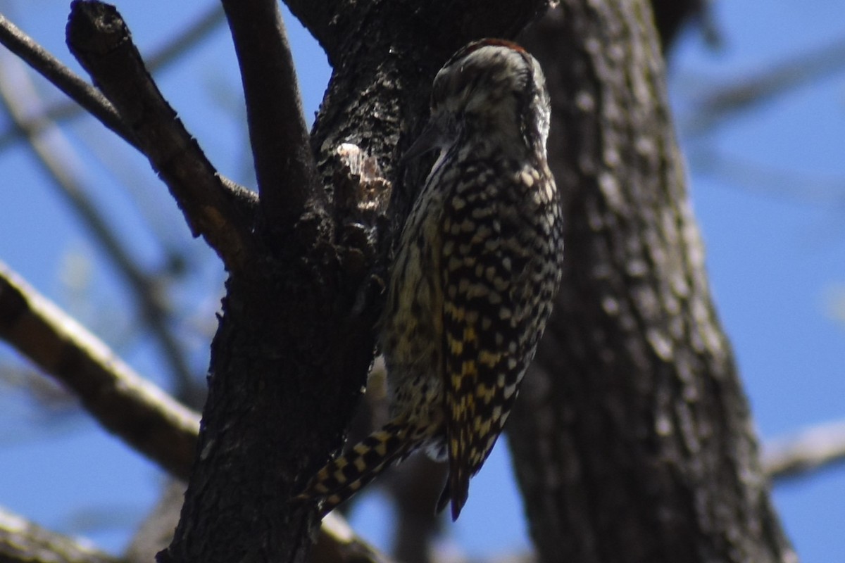 Checkered Woodpecker - ML643205627