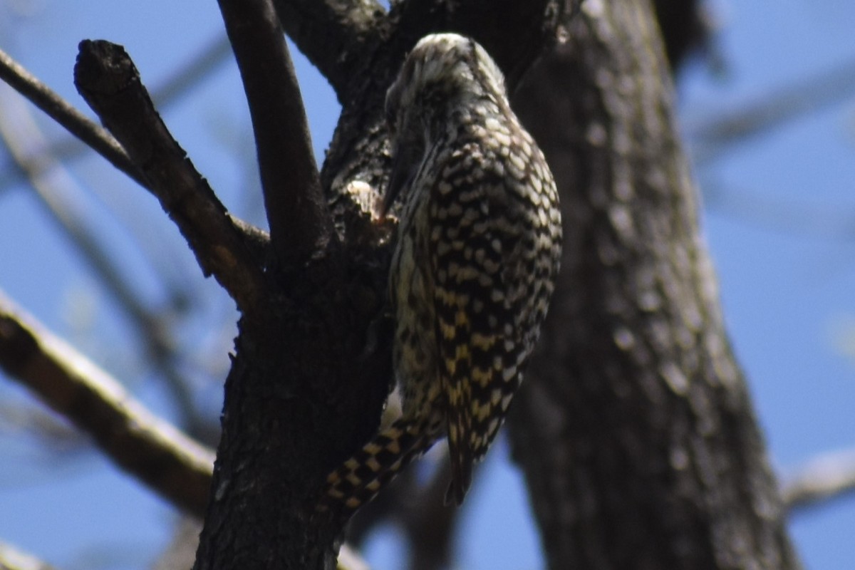 Checkered Woodpecker - ML643205628