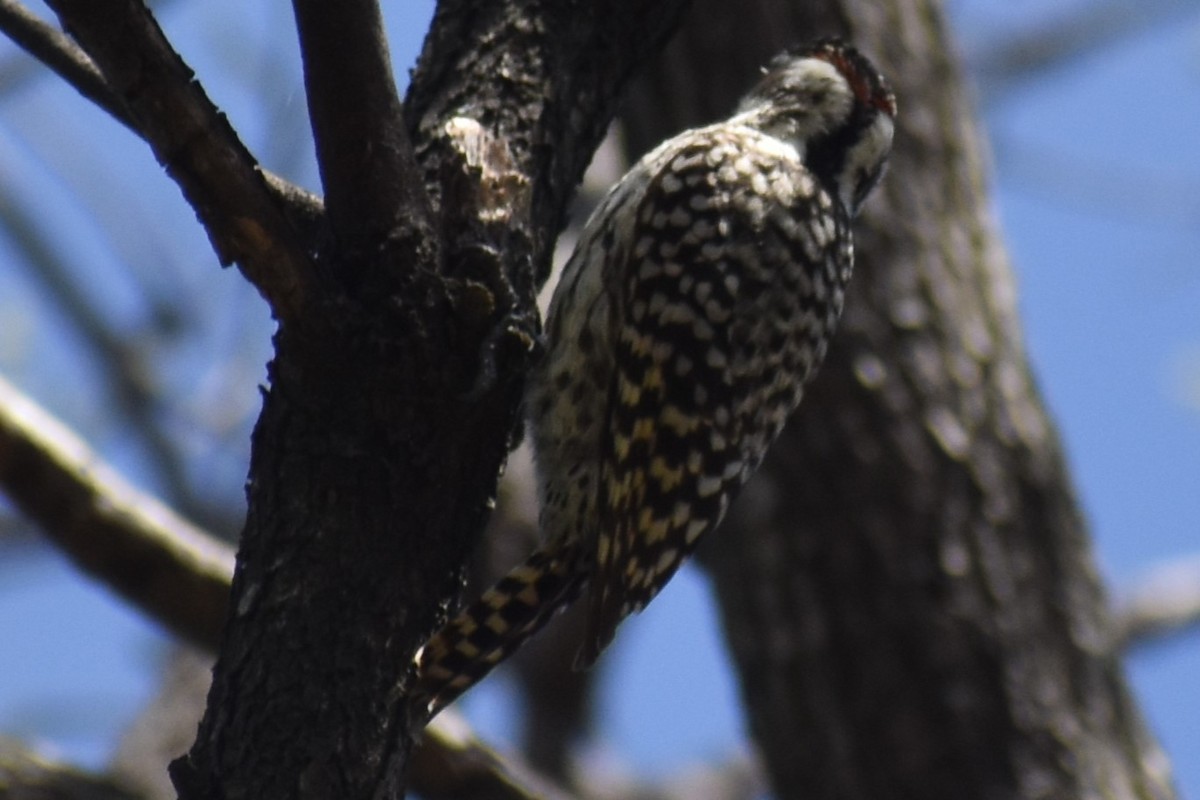 Checkered Woodpecker - ML643205629