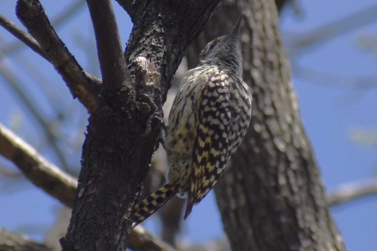 Checkered Woodpecker - ML643205630