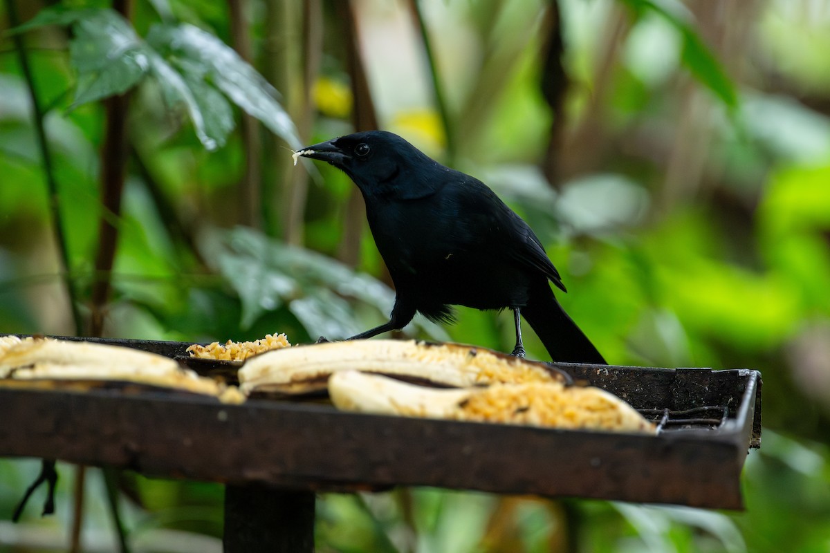 Scrub Blackbird - ML643205631