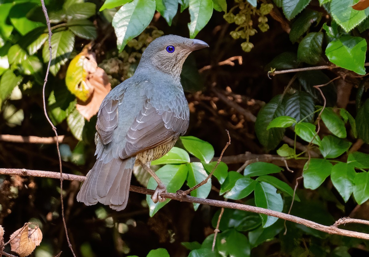 Satin Bowerbird - ML643205645