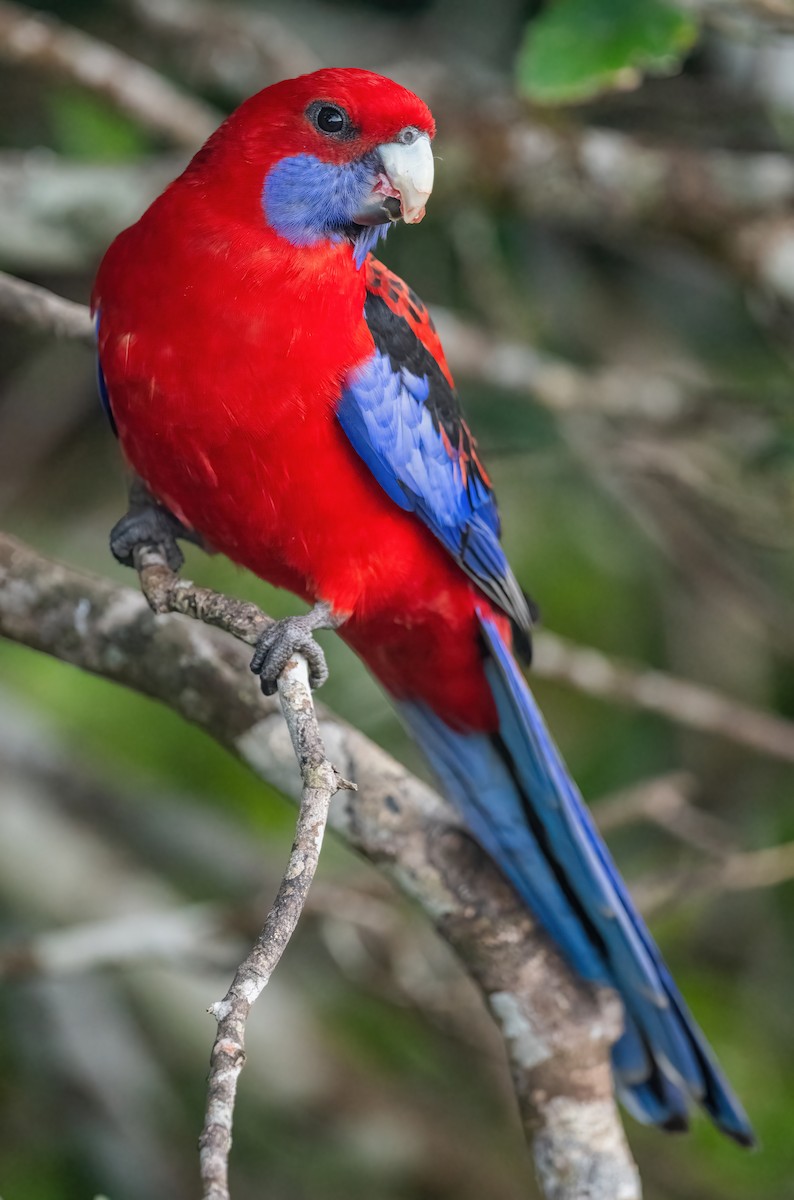 アカクサインコ - ML643205689