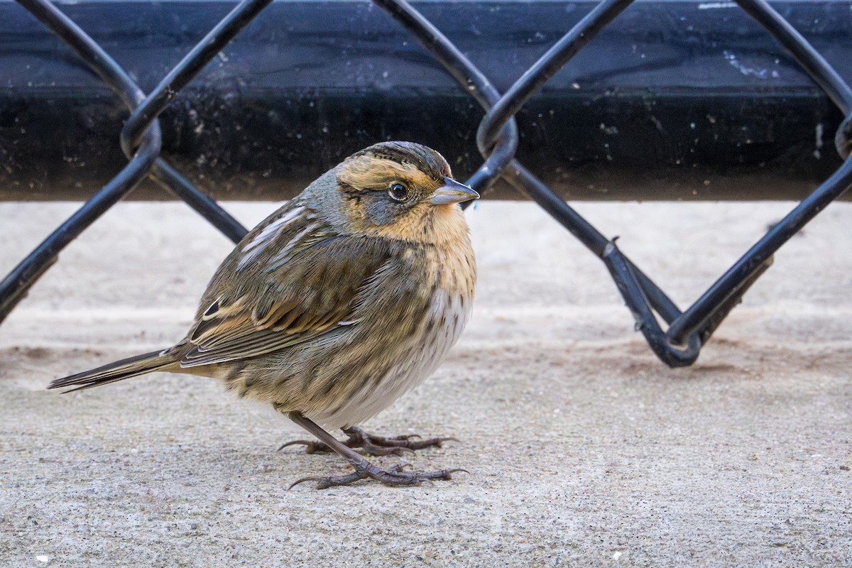 Nelson's Sparrow - ML643205692