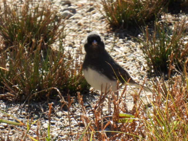 Dark-eyed Junco - ML643205703