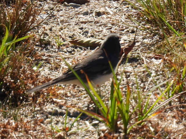 Dark-eyed Junco - ML643205704