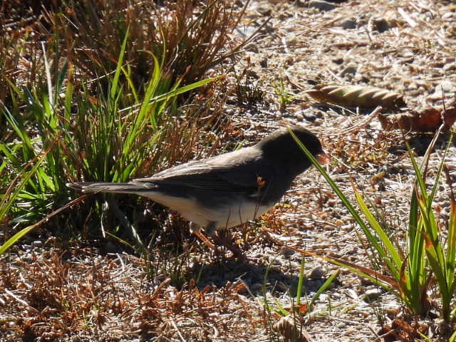 Dark-eyed Junco - ML643205705