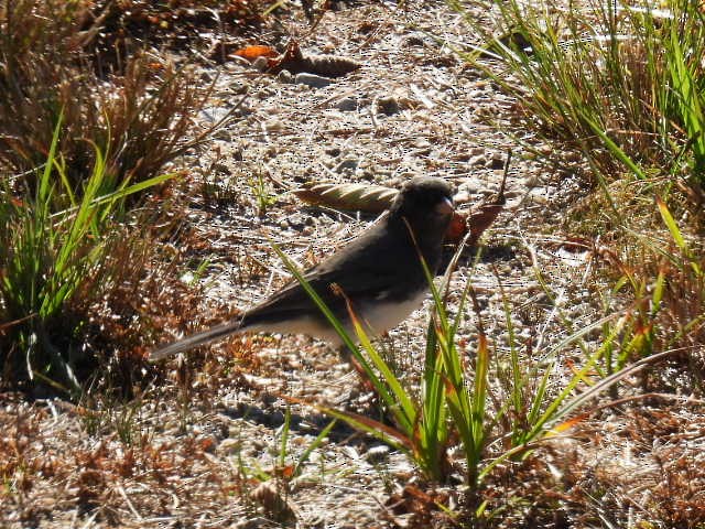 Dark-eyed Junco - ML643205706