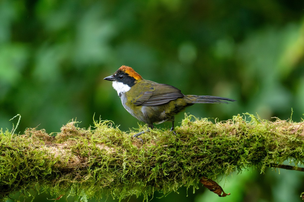 Chestnut-capped Brushfinch - ML643205708