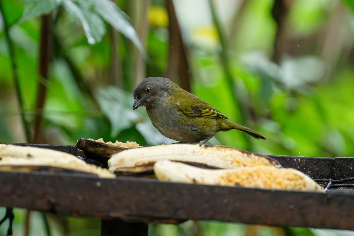 Dusky Chlorospingus - ML643205711