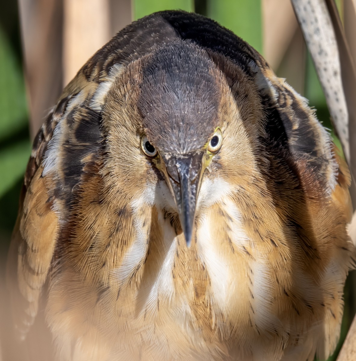 Least Bittern - ML643205714