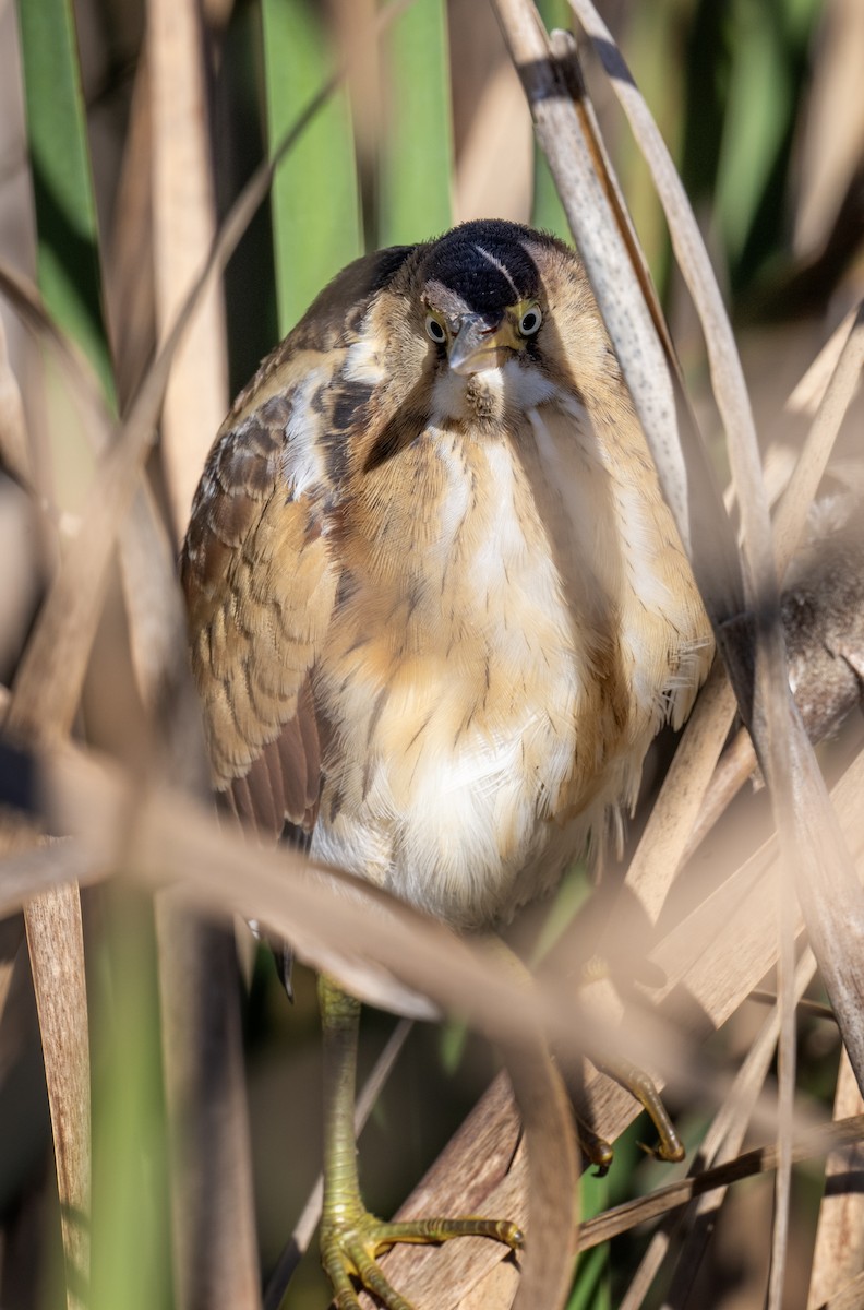 Least Bittern - ML643205715