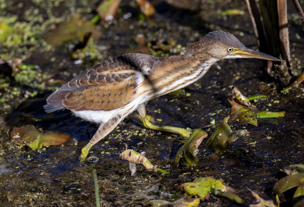 Least Bittern - ML643205716