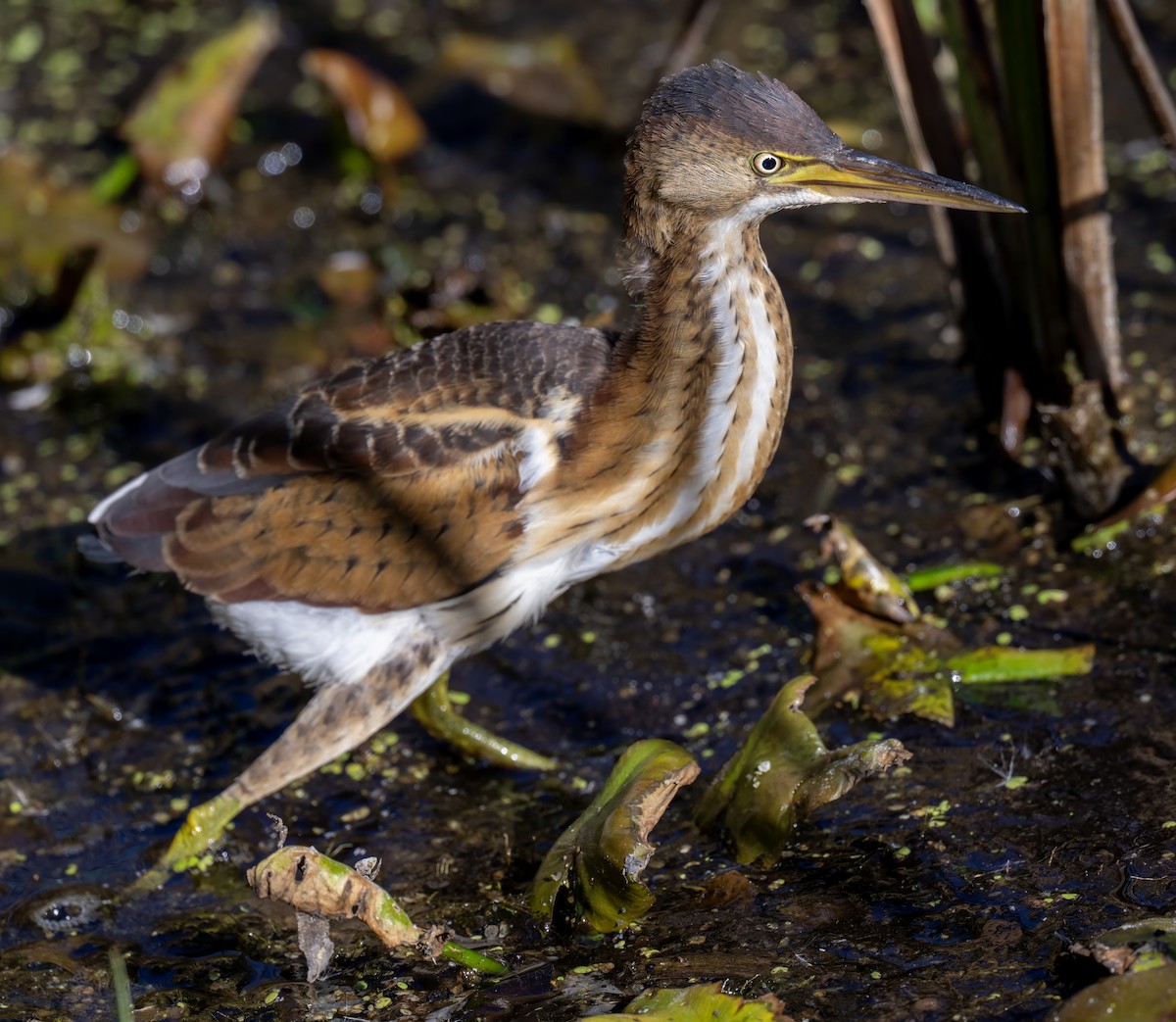 Least Bittern - ML643205717