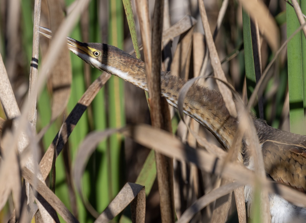 Least Bittern - ML643205718