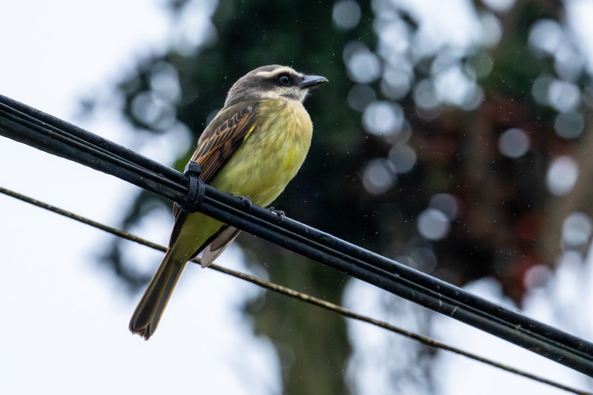 Golden-bellied Flycatcher - ML643205741