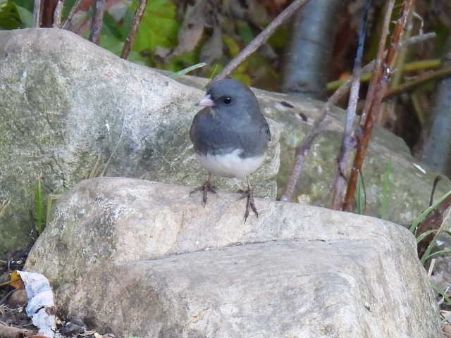 Dark-eyed Junco - ML643205744