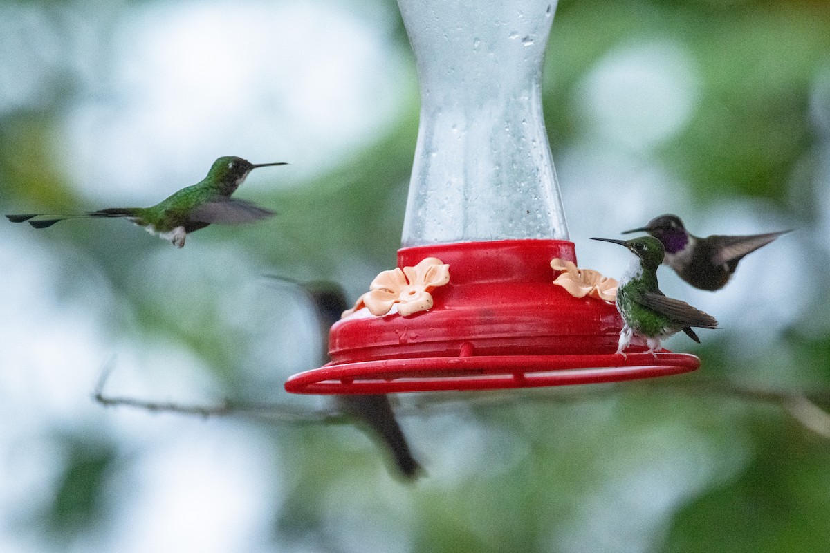 Purple-throated Woodstar - ML643205761