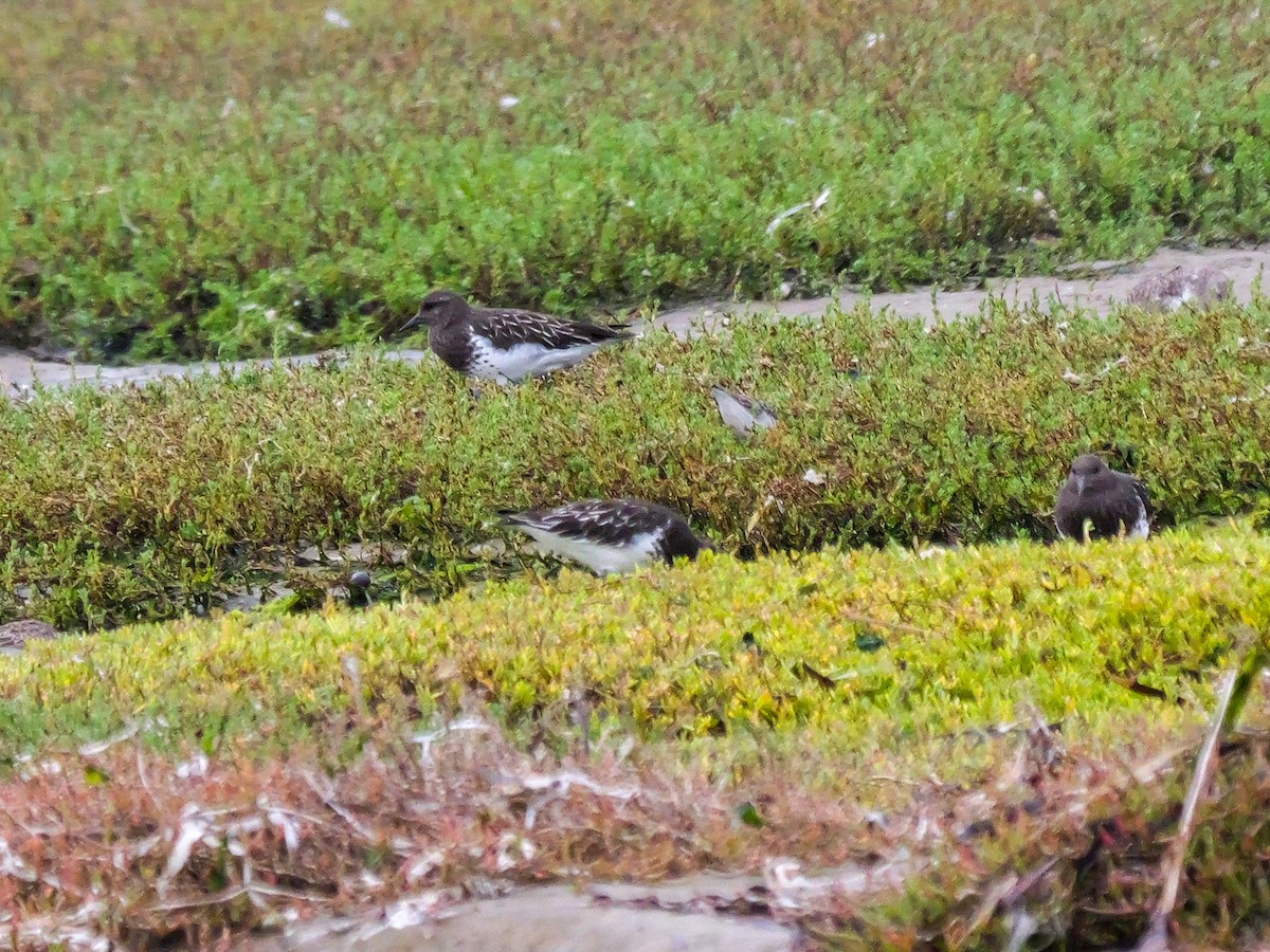 Black Turnstone - ML643205780