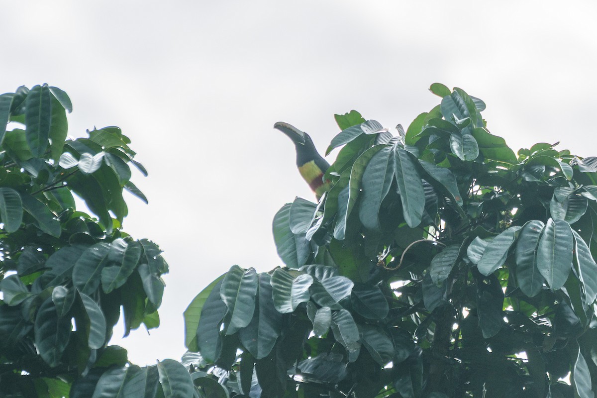 arassari černokrký - ML643205806