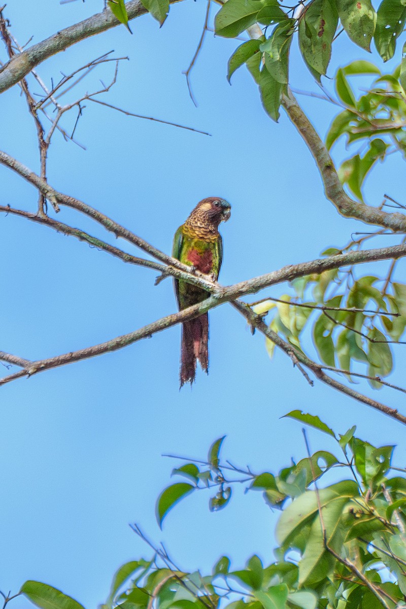 Painted Parakeet - ML643205823