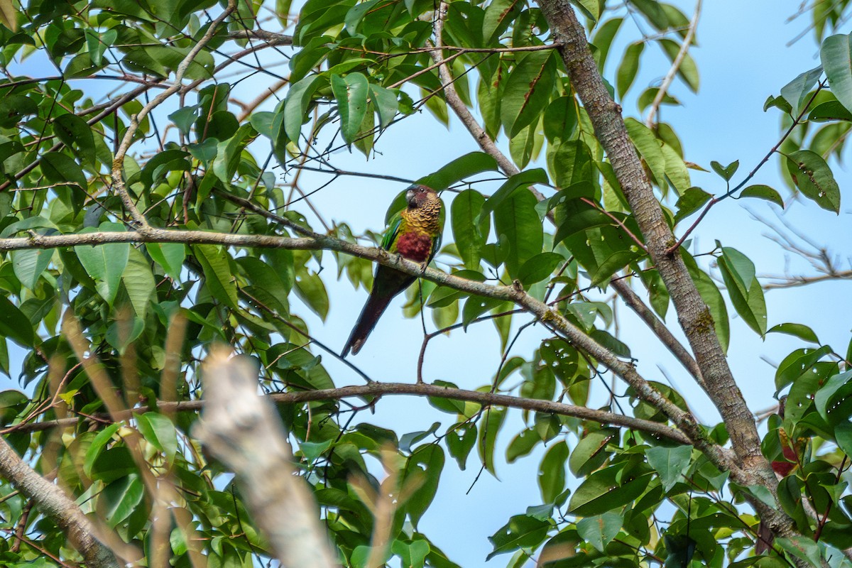 Painted Parakeet - ML643205825