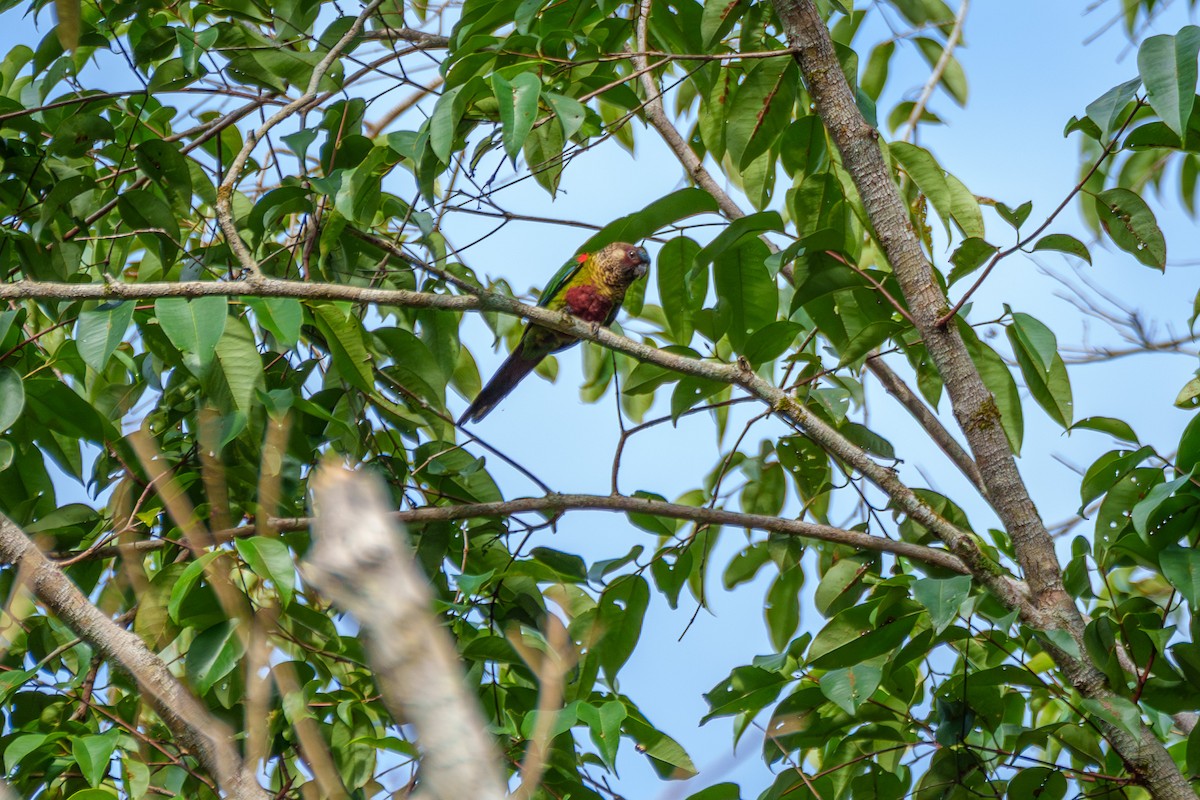 Painted Parakeet - ML643205827