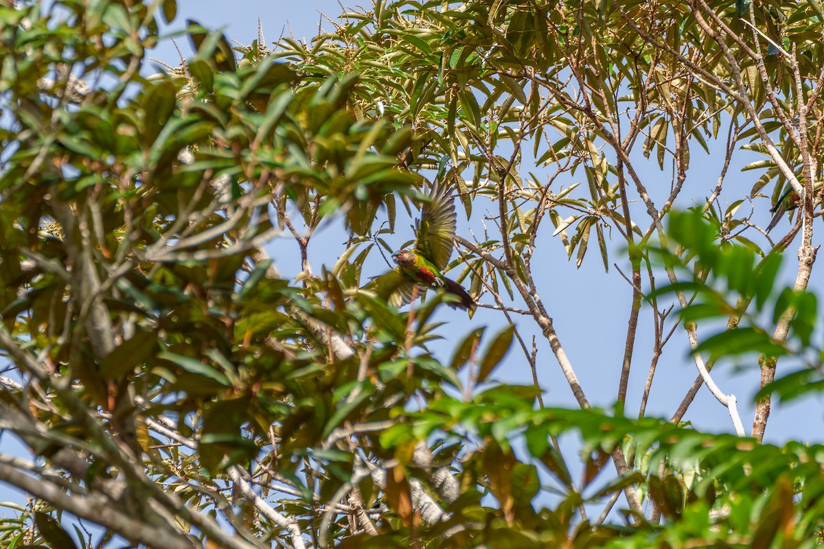Painted Parakeet - ML643205828