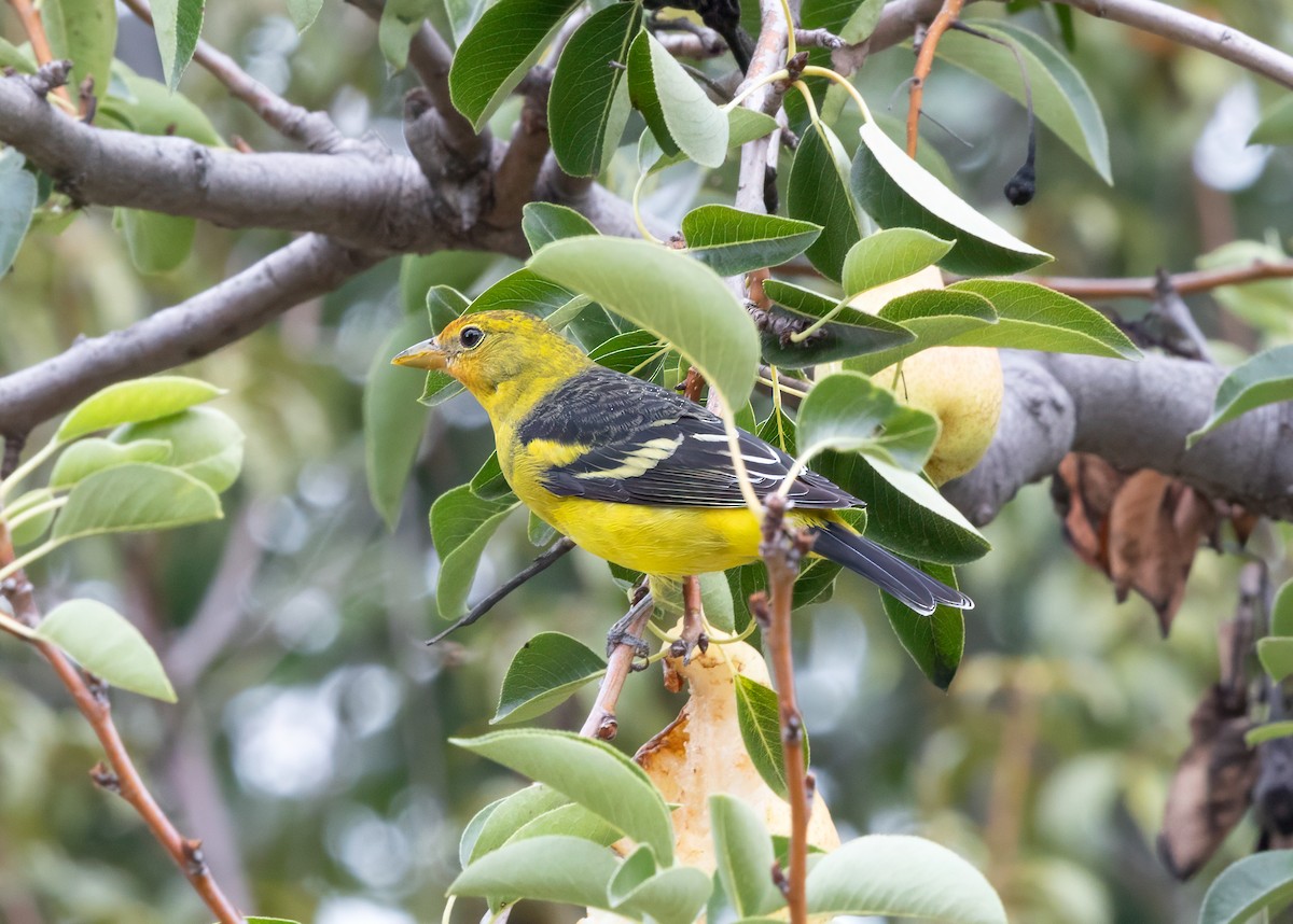 Western Tanager - ML643205844