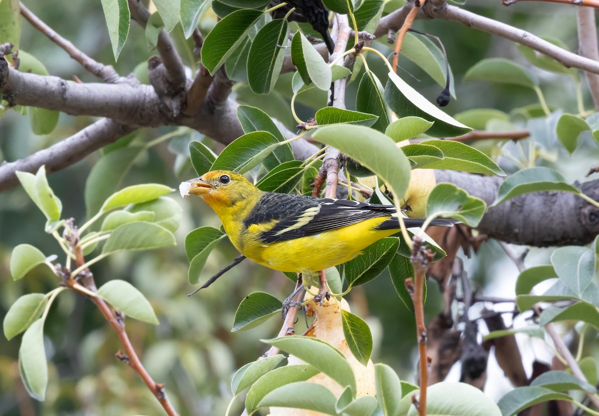 Western Tanager - ML643205845