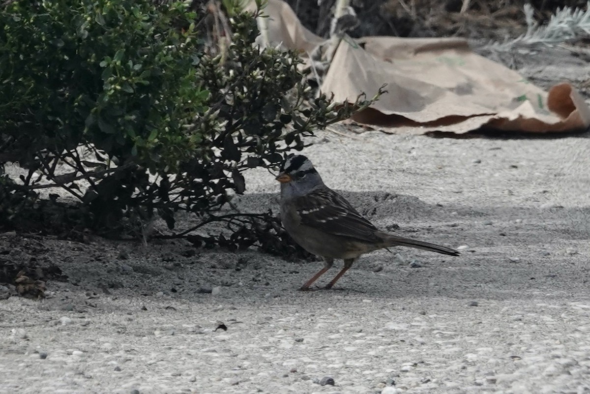 White-crowned Sparrow (nuttalli) - ML643205872