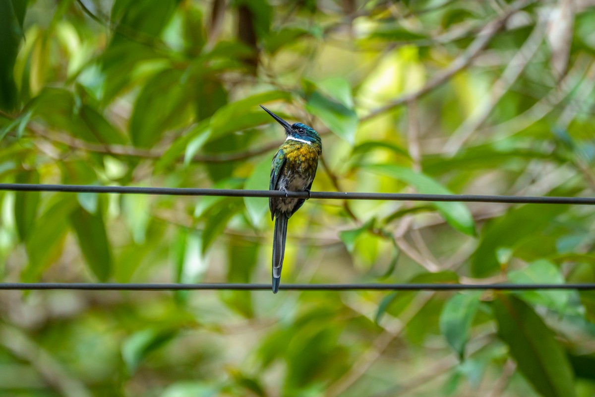Bronzy Jacamar - ML643205887