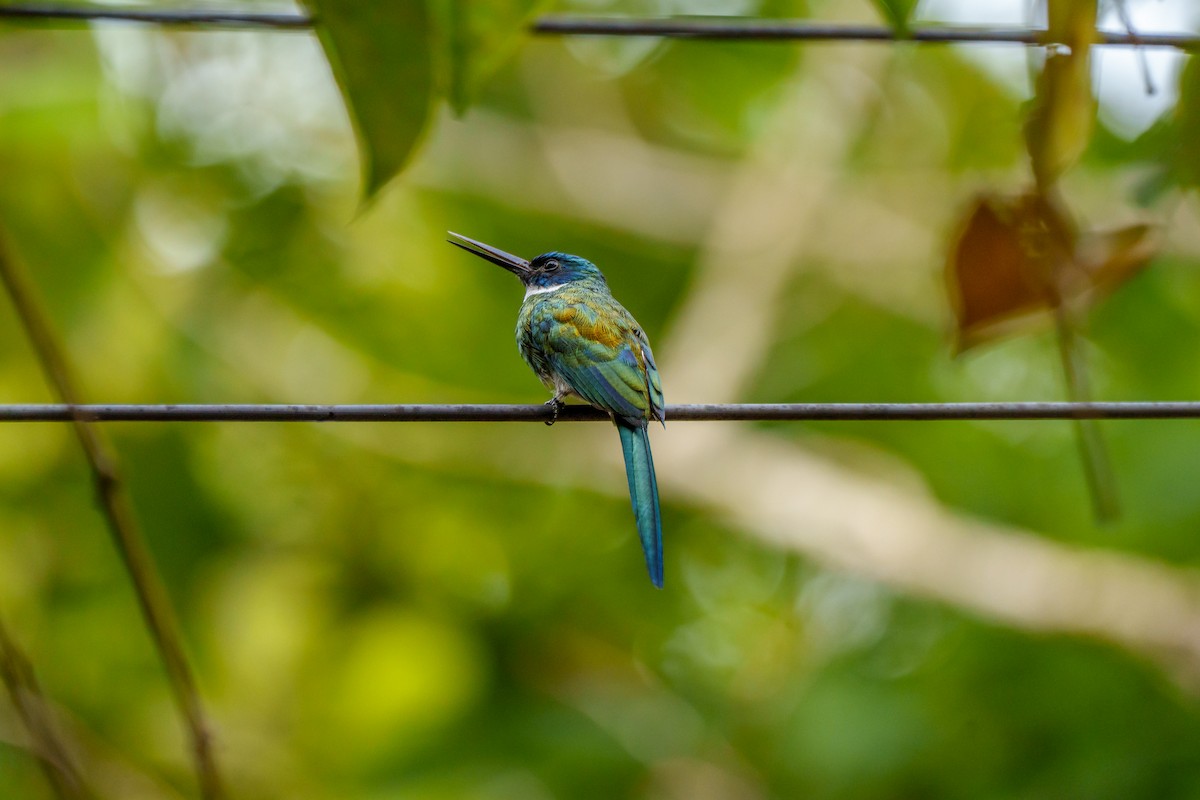 Bronzy Jacamar - ML643205889
