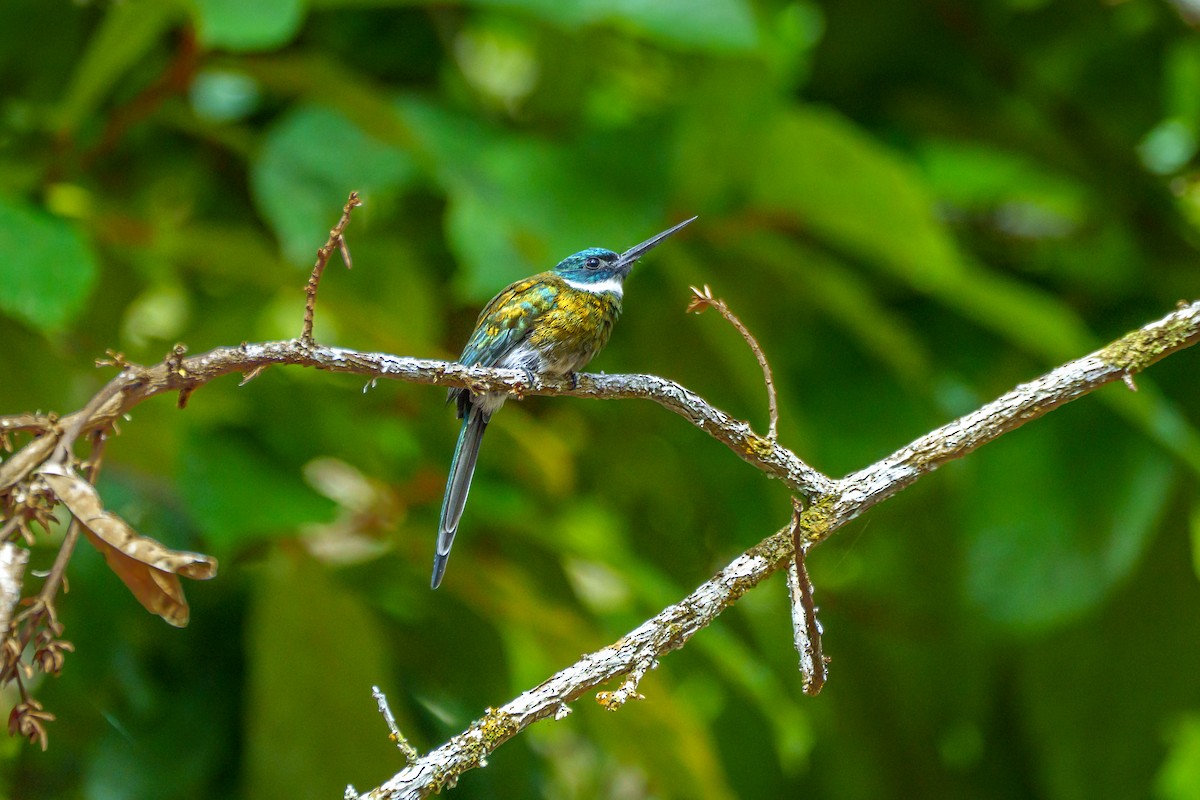 Bronzy Jacamar - ML643205890