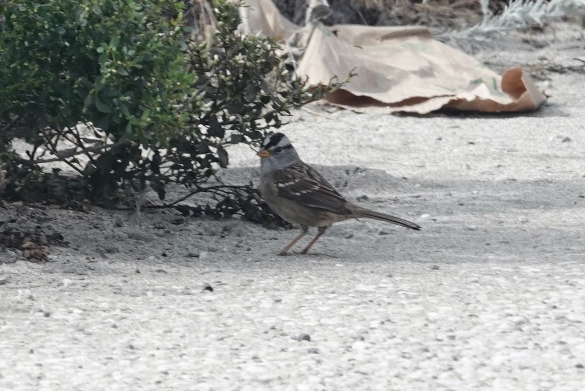 White-crowned Sparrow (nuttalli) - ML643205919