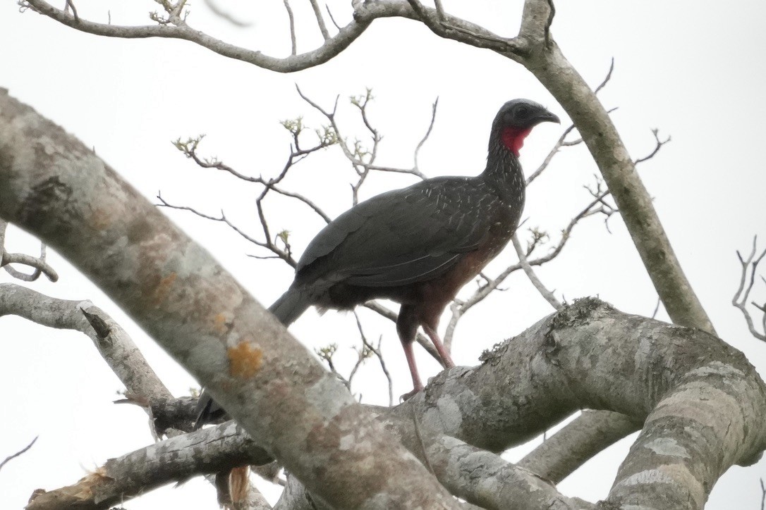 Spix's Guan - ML643205924