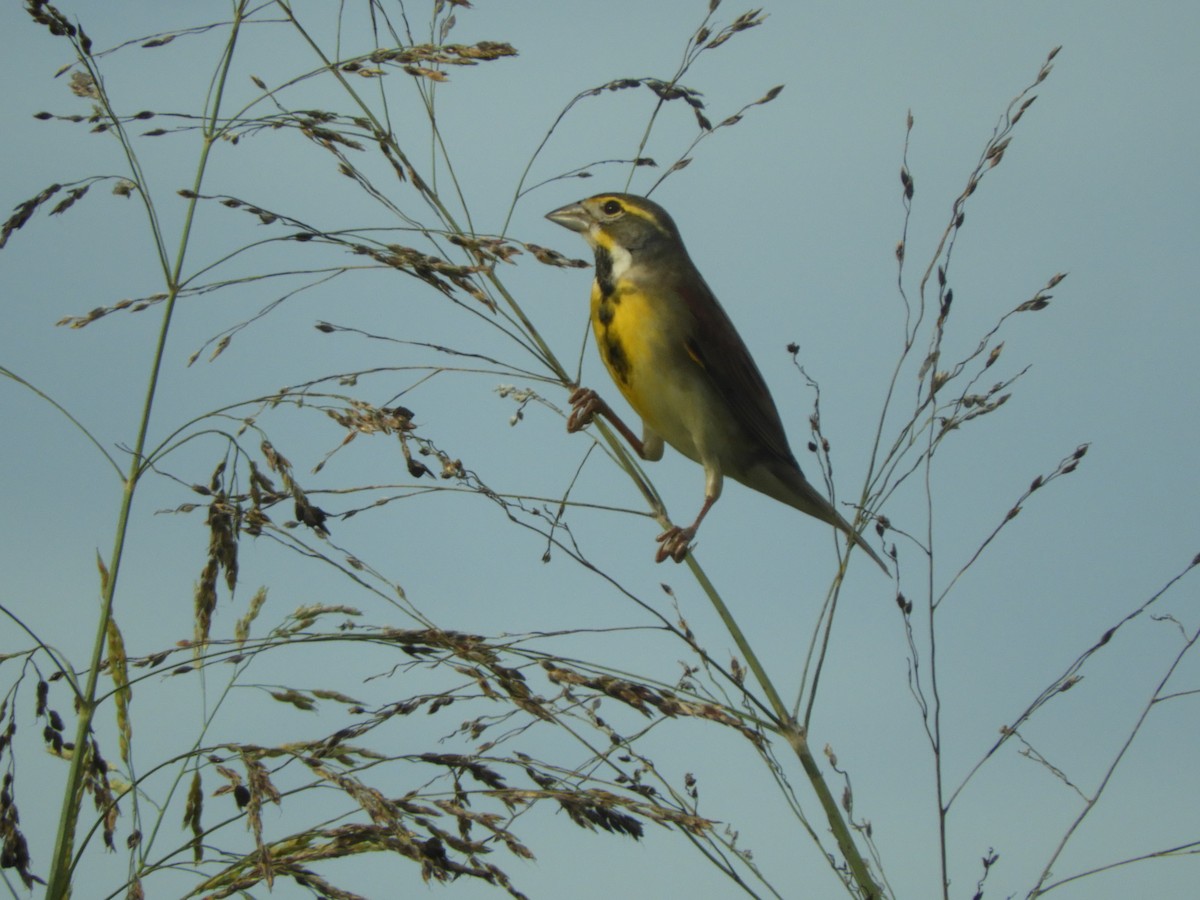 Dickcissel - ML643205976