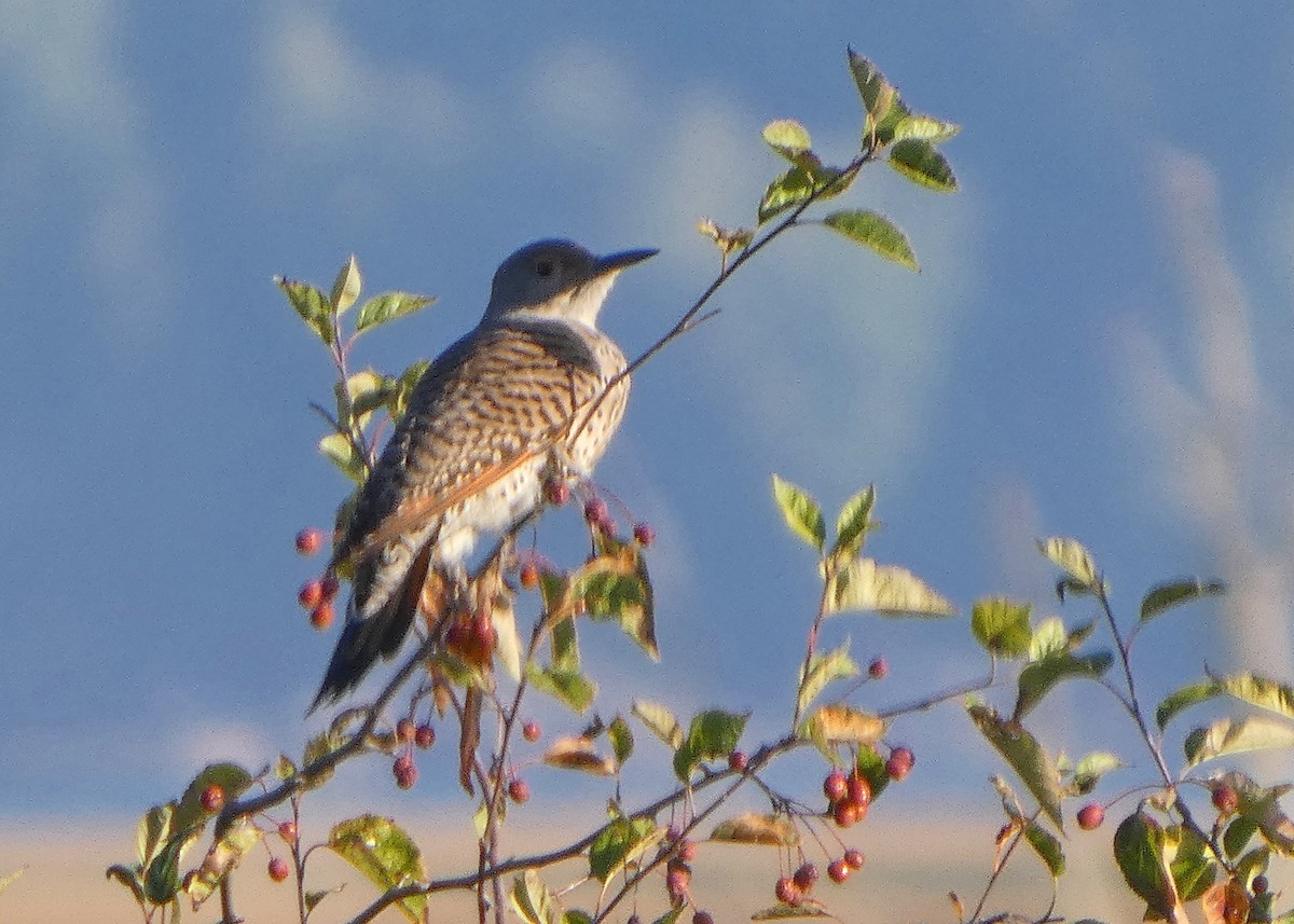 Northern Flicker - ML643205996