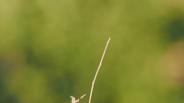 Allen's Hummingbird - ML643206014