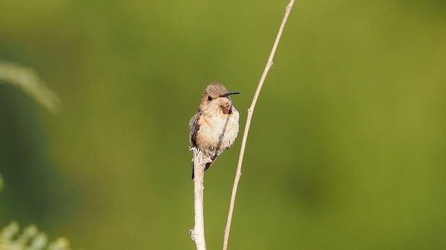 Allen's Hummingbird - ML643206019