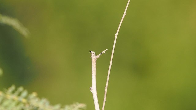 Allen's Hummingbird - ML643206020