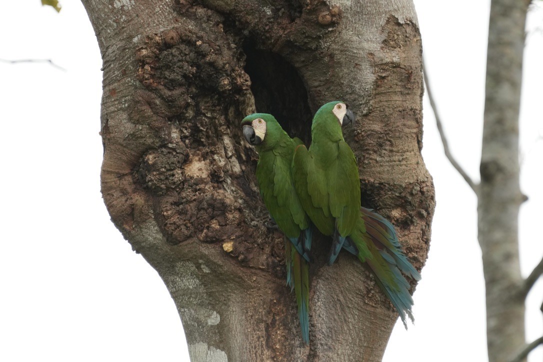 Chestnut-fronted Macaw - ML643206031