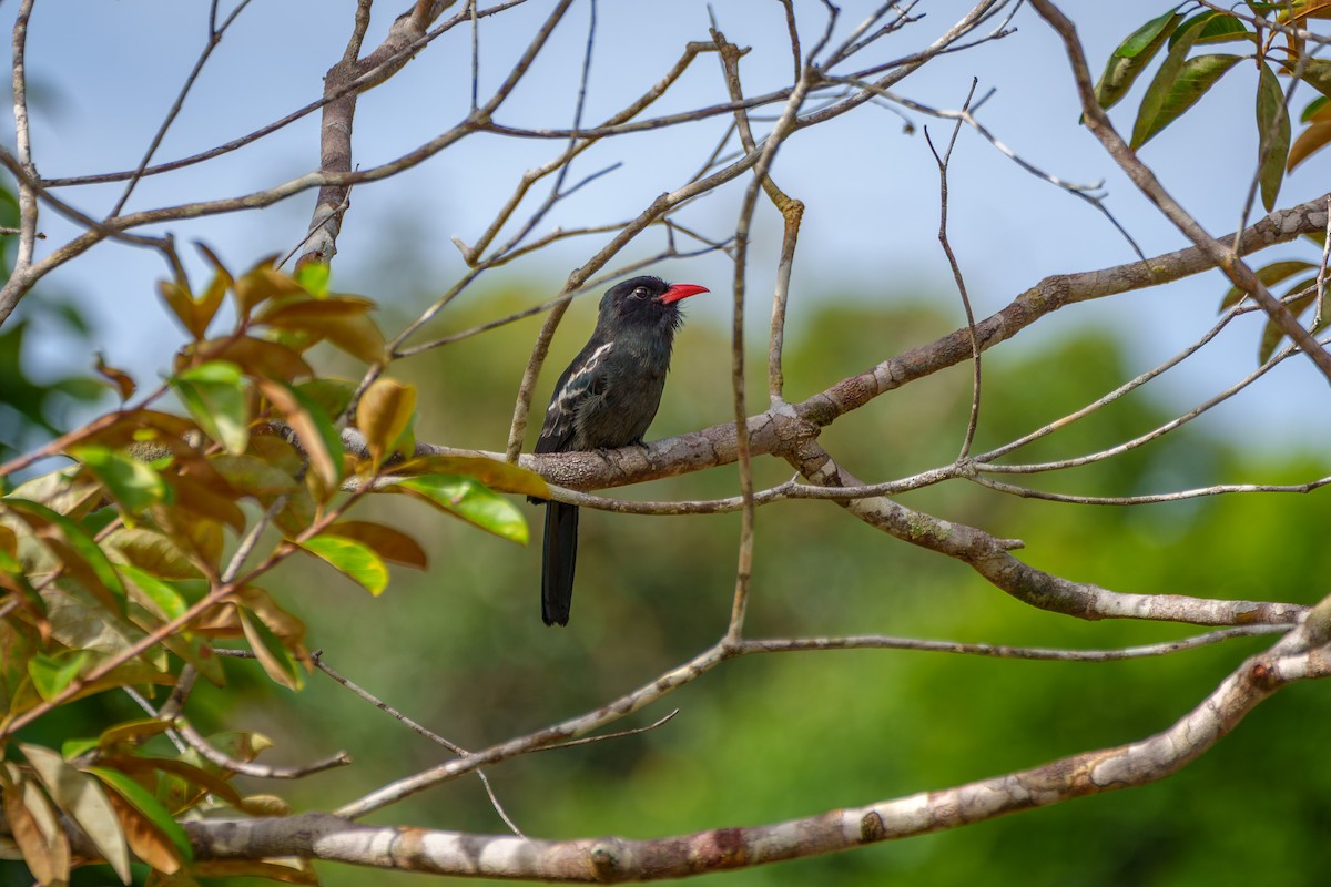 Black Nunbird - ML643206038