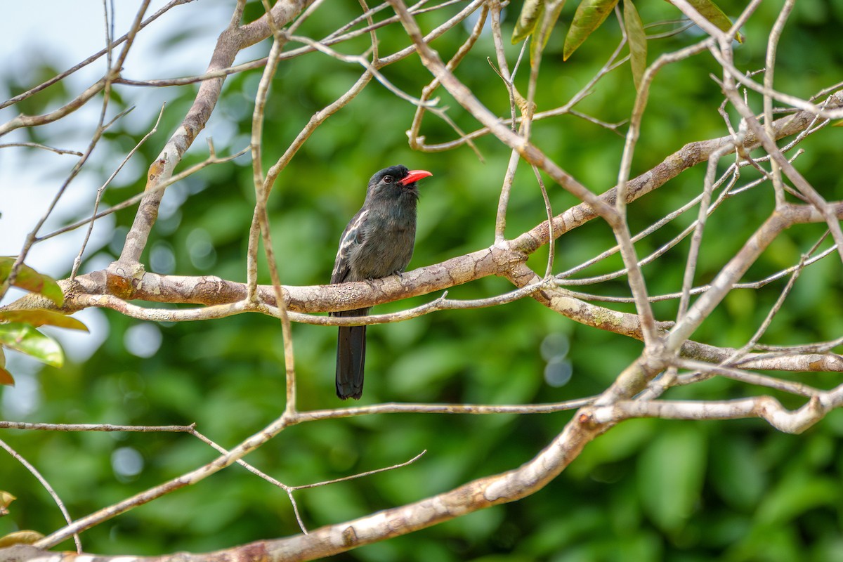 Black Nunbird - ML643206040