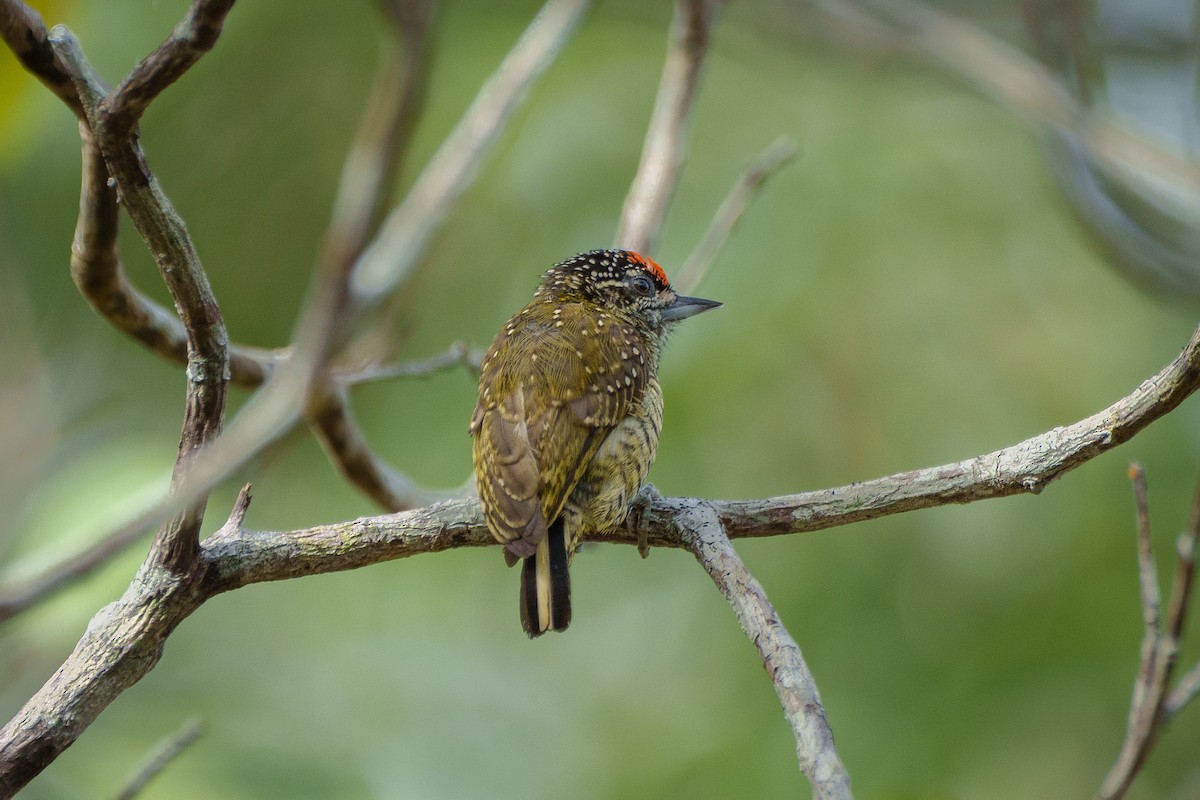 Golden-spangled Piculet - ML643206067