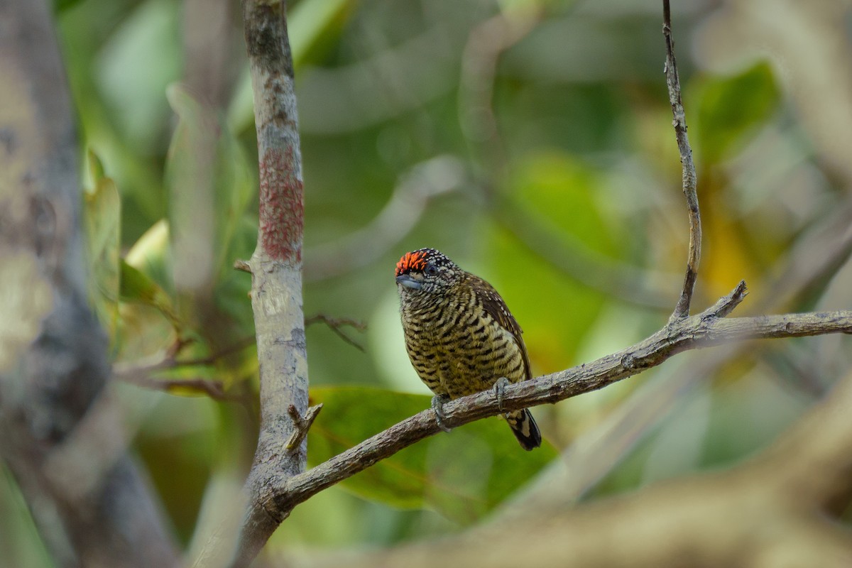Golden-spangled Piculet - ML643206068