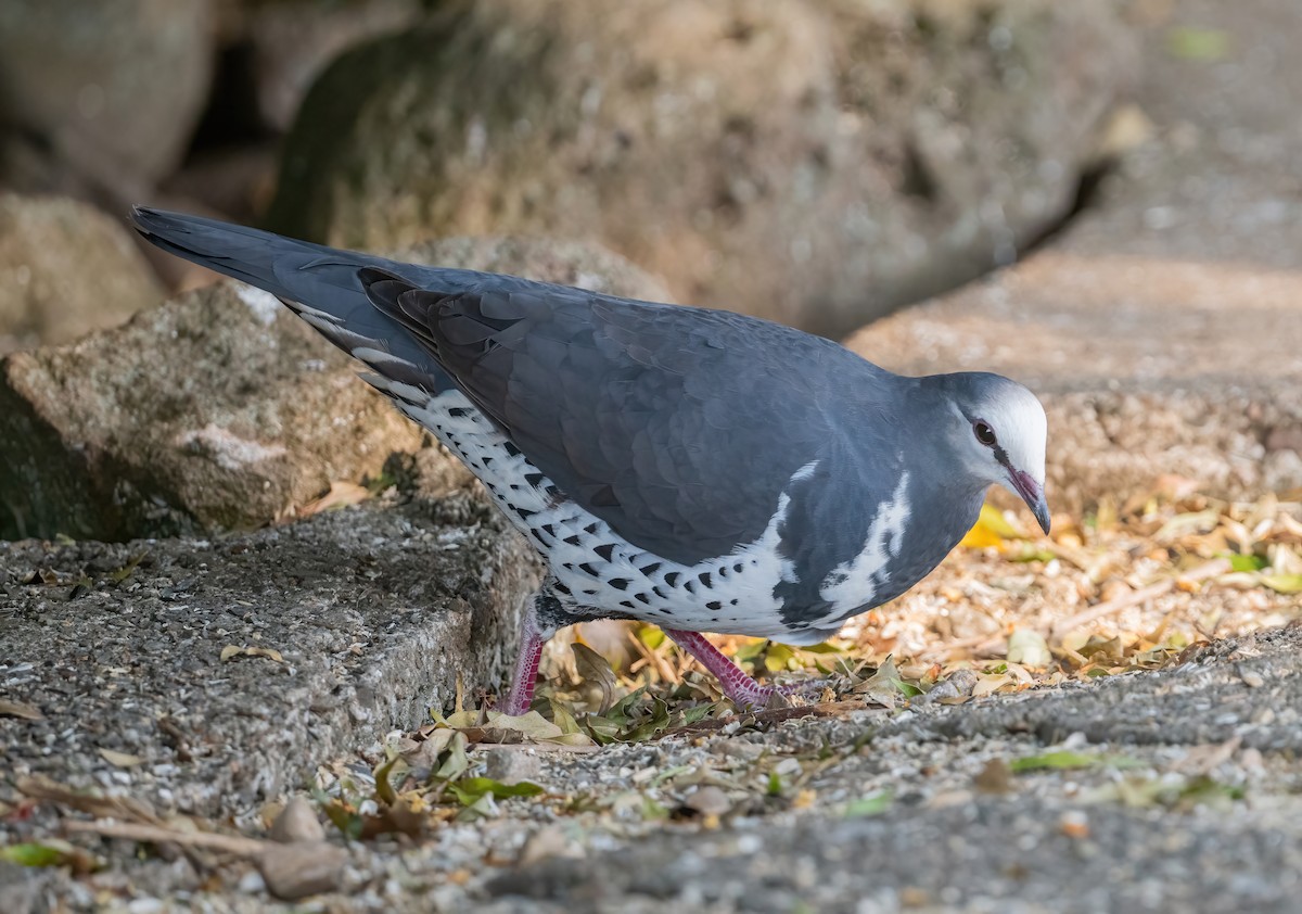 ウォンガバト - ML643206090