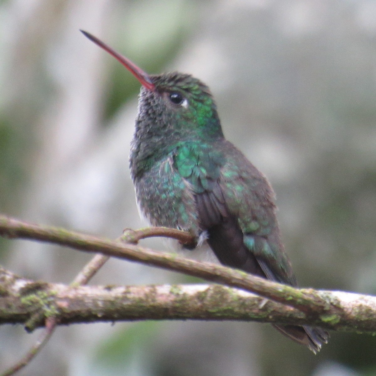 Glittering-throated Emerald - ML643206145